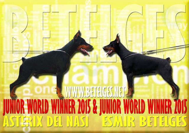 Litter V: Asterix del Nasi - Esmir Betelges