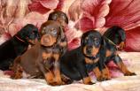 38 days old puppies from Toscano and Zora