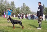 Boka Betelges on show in Macedonia at age 7 months