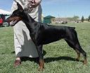 Charis Calescent Betelges at 6 months in first show in USA