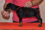 42 days old puppy from Pride of Russia Taymir & Harmonie Betelges