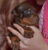 26 days old brown male puppy out of Sant Kreal Zeus & Jennifer Betelges