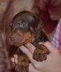 26 days old brown male puppy out of Sant Kreal Zeus & Jennifer Betelges