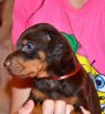 26 days old brown female puppy out of Sant Kreal Zeus & Jennifer Betelges