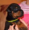 26 days old black male puppy out of Sant Kreal Zeus & Jennifer Betelges
