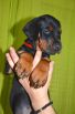 44 days old puppy for Pride of Russia Sidor and Upsorn Betelges