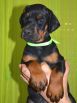 44 days old puppy for Pride of Russia Sidor and Upsorn Betelges
