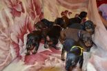 25 DAYS OLD PUPS FROM EFES ETO GINGA HOUSE AND HARMONIE BETELGES