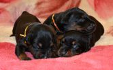 10 days old puppies from Freya Betelges and Ramon Betelges