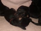 2 weeks old pups from Obi and kalina