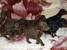 18 days old puppies from Xenia for Betelges del Nasi & Zedor del Nasi