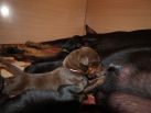 5 days old pups from Efes Eto Ginga House and Harmonie Betelges