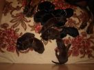 5 days old pups from Efes Eto Ginga House and Harmonie Betelges