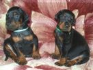 30 days old pups form Ramon Betelges & Freya Betelges