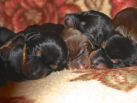PUPPIES FROM ZEUS & JENIFER AT AGE 3 DAYS OLD