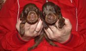 brown males from Zeus & Jenifer at age 11 days