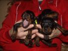 black males from Zeus & Jenifer at age 11 days