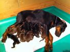 Night Betelges with all 13 puppies
