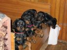 PHOTOS OF M LITTER WHEN THEY WERE 43 DAYS
