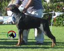 WILLY BETELGES

become DOBERMAN CLUB MEXICO WINNER for 2006.

judge was Mr. Bulo, Spain