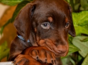Xenia-Zedor pups 42 days old