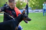 London Larson betelges - first in puppy class - SERBIAN NATIONAL SHOW 2015