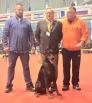 Chico Betelges 16 months old  Best of Breed on CACIB show Belgrade - Chico Betelges