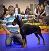 In final ring in Best in Show..... Esmir Betelges again THE BEST. On biggest CACIB show in Serbia Esmir Betelges was V1, CAC, CACIB, BEST OF BREED, FCI group 2nd place.... Judge Srecko Kukic, Croatia - CACIB BELGRADE 2015