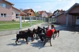 BETELGES KENNEL - some of our dogs play outside