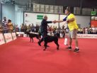 between black and brown winner is Esmir Betelges - WORLD DOG SHOW ITALIA 2015