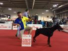 WORLD JUNIOR WINNER - ESMIR BETELGES - WORLD DOG SHOW ITALIA 2015