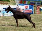 May 22nd on Speciality Show - Dobermann Cup Car Konstantin ,