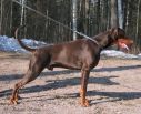 Indiana Betelges (17 months old)