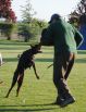 Blaze Betelges in USA first bite work training