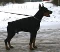 BOLERO BETELGES