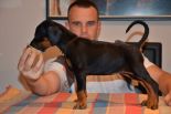 Litter C: Veyron del Monte Aspro - Freya Betelges