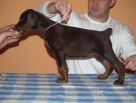 Puppie 45 days old