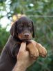 Litter N: Dante della Quarce Nere - Dunja Betelges