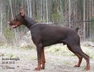 BUCKO BETELGES - 13 MONTHS OLD IN FINLAND
