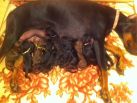 1 day old pups from Dali & Xenia