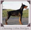 CHARMING CALINA BETELGES
