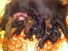 1 day old puppies from Dali adn Xenia