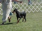 Charis Calescent Betelges at 6 months in first show in USA