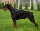 CHILA BETELGES 10 MONTHS OLD - in Serbia