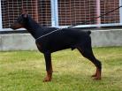 Choko Cruise Betelges - 5 months old.