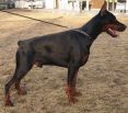 Darko Betelges 17 months old