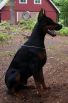 Darko Betelges 7 months old