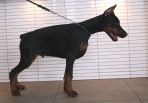 Darko Betelges 4 months old