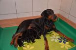 Litter C: Veyron del Monte Aspro - Freya Betelges