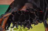 Litter C: Veyron del Monte Aspro - Freya Betelges